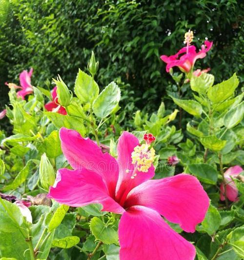 粉色木槿花代表了什么？