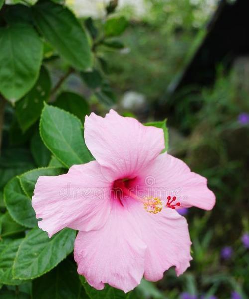 粉色木槿花代表了什么？