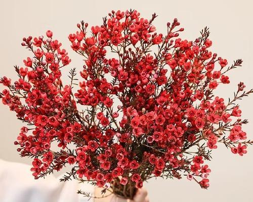 手捧花玫瑰加腊梅代表什么？手捧花玫瑰加腊梅的寓意是什么？