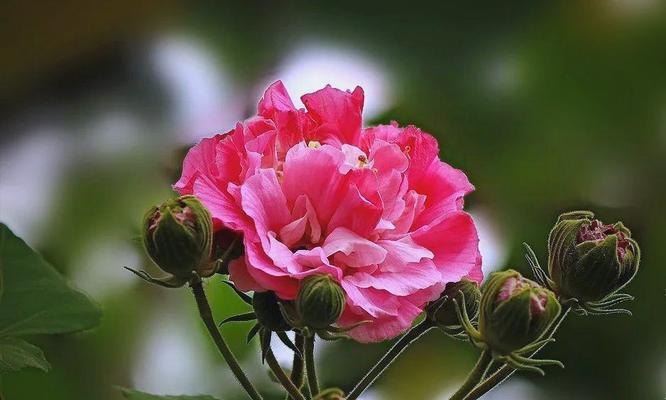 五朵金色芙蓉花象征着什么？