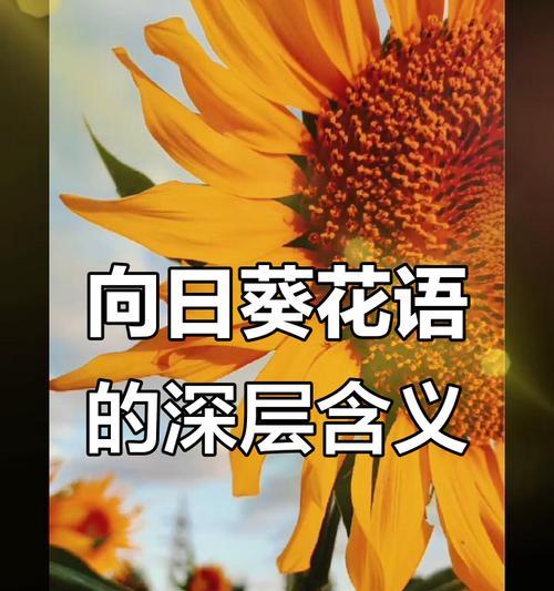 花语中如何表达爱情的留心？留心花语有哪些特别含义？