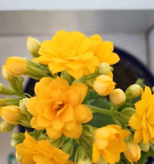 送长寿花代表什么？