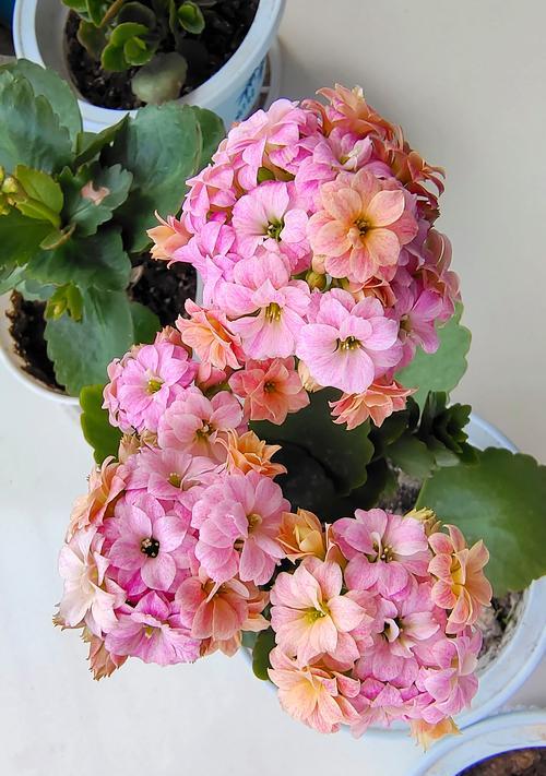 送长寿花代表什么？