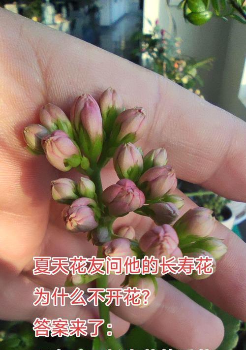 送长寿花代表什么？