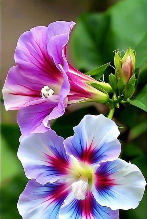 紫蓝色牵牛花有何寓意？牵牛花的象征意义是什么？