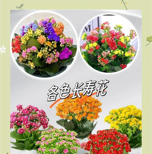 送长辈什么花最合适？这些花的花语代表什么？