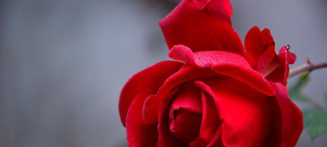 红色花通常象征什么？红色花朵的寓意有哪些？