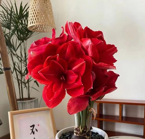 红色花通常象征什么？红色花朵的寓意有哪些？