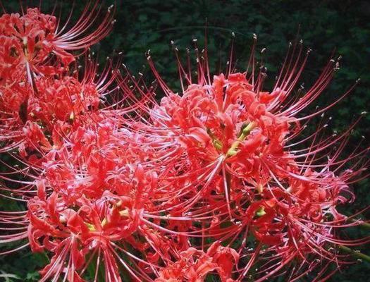 红色花通常象征什么？红色花朵的寓意有哪些？