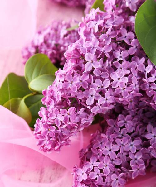 粉色花朵代表什么？粉颜色花语有哪些？