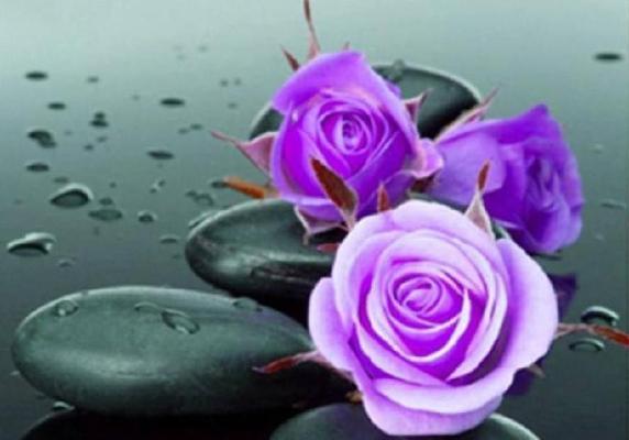 紫色玫瑰花6朵的含义是什么？紫色玫瑰花的数量代表什么？