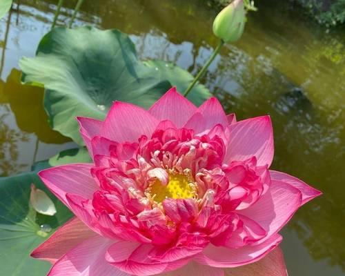 夏天送什么花寓意健康？