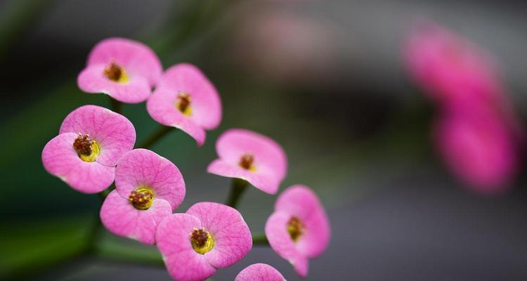 粉色花象征温柔吗？哪种粉色花代表温柔？
