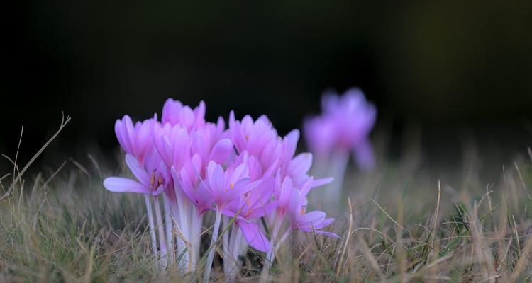 紫色花的含义是什么？
