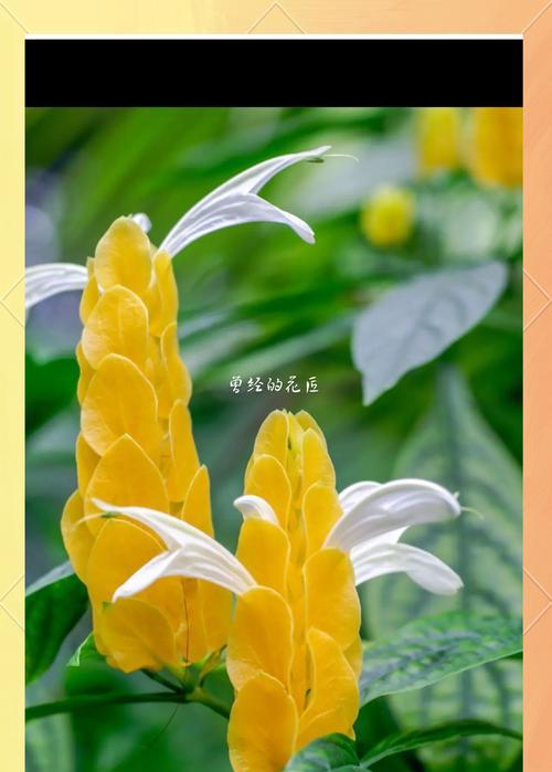哪种花代表祝福的意义？