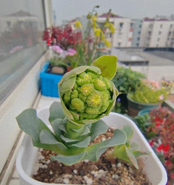 都说“花开富贵”，但这3种花开花却不是“好兆头”，剪了更好