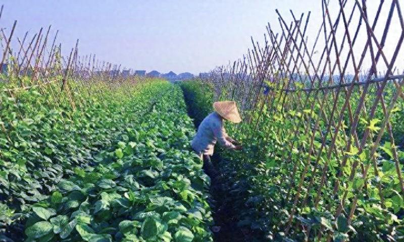 豆角地里套种蔬菜，如何套种？掌握三个要点实现多元化种植