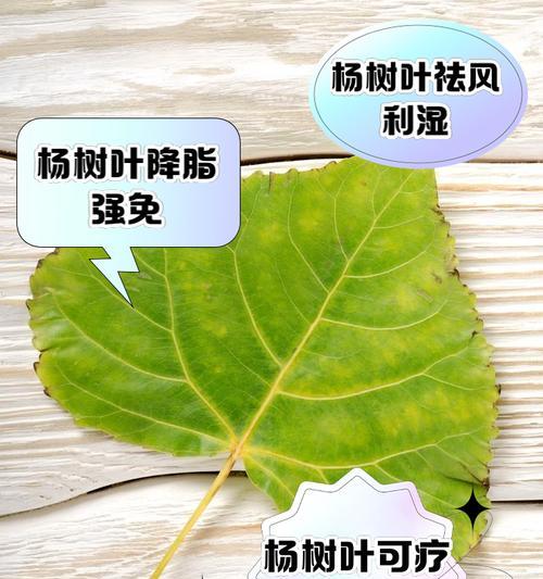 杨树并非落叶植物（探究杨树的叶片脱落规律）