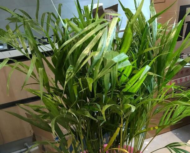 散尾葵的养护技巧（散尾葵怕晒吗？阳光对散尾葵的影响）