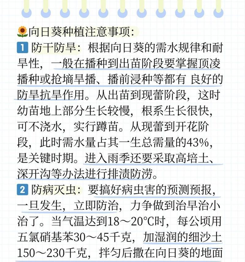 向日葵种植全攻略