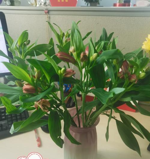 六出花是多年生植物吗？（探讨六出花的生命特征与种植技巧）