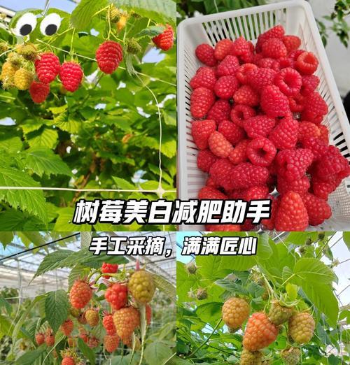如何养护树莓以促进生长？（从土壤到剪枝，让您的树莓茁壮成长）
