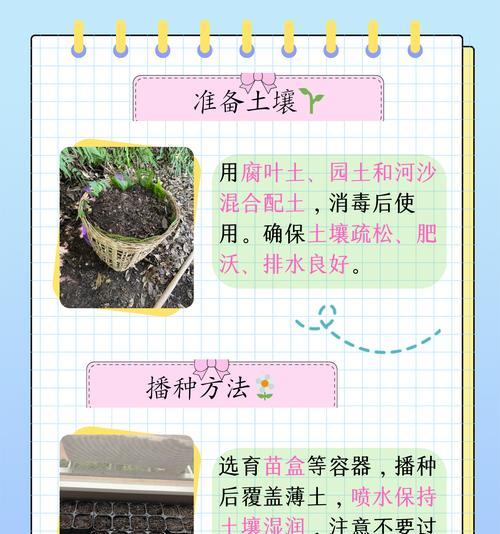 洋桔梗的浇水方法（掌握浇水的技巧，让洋桔梗更健康）