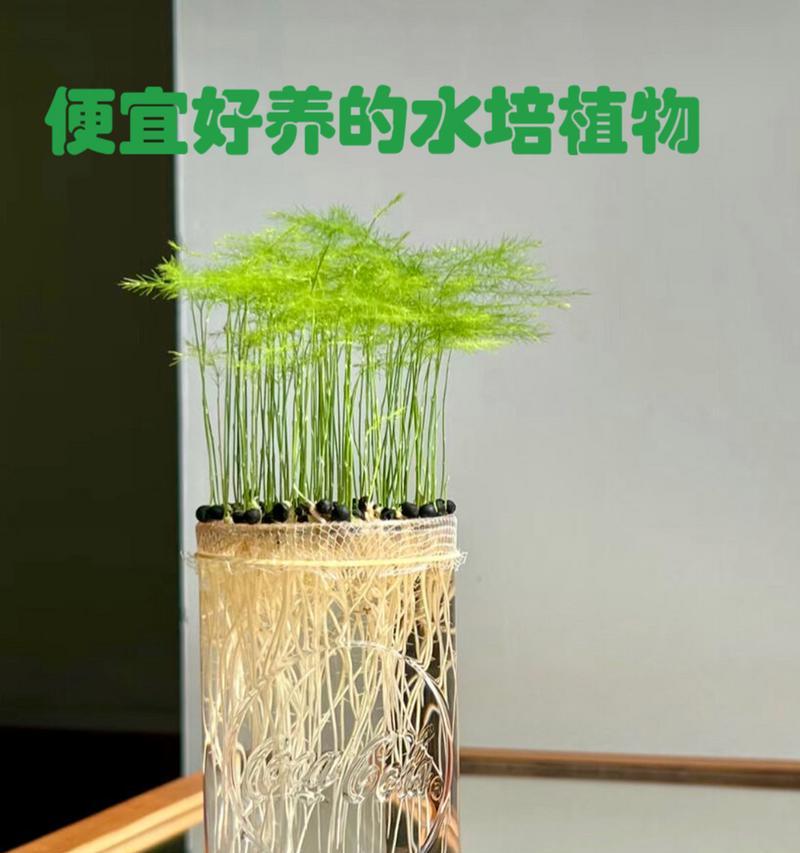 绿萝生长养殖环境条件详解（打造最适宜绿萝生长的环境，让你的绿萝健康茁壮成长）