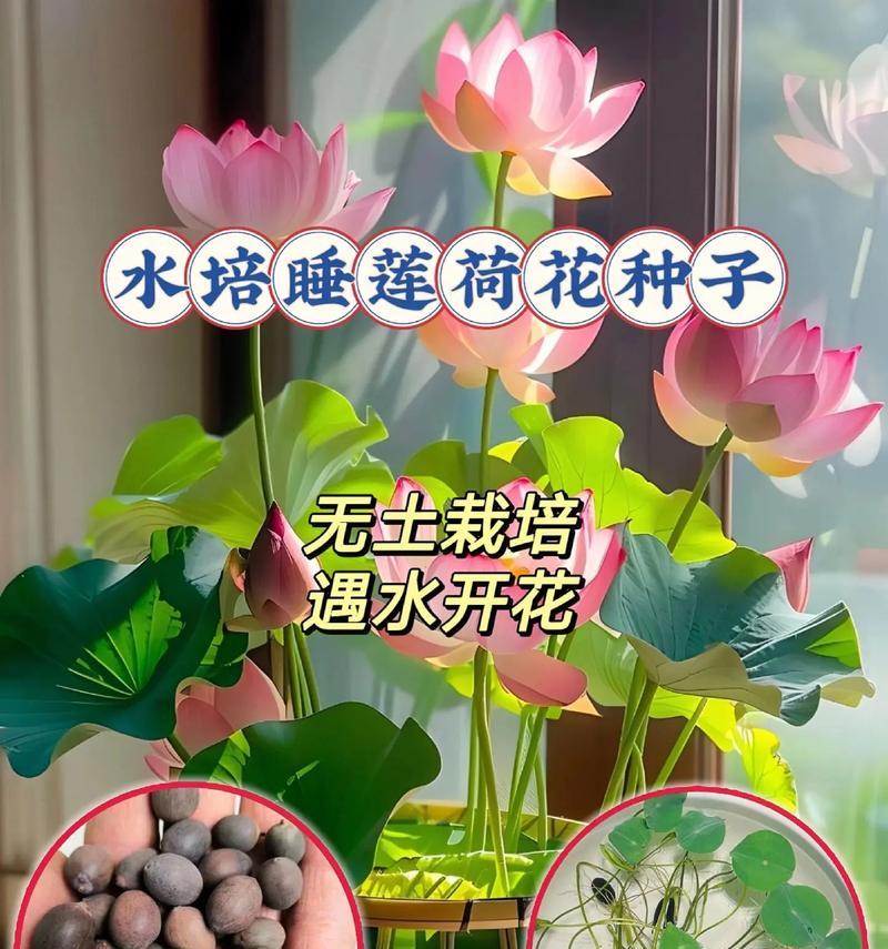 如何种植睡莲种子（简易步骤，成功养殖）