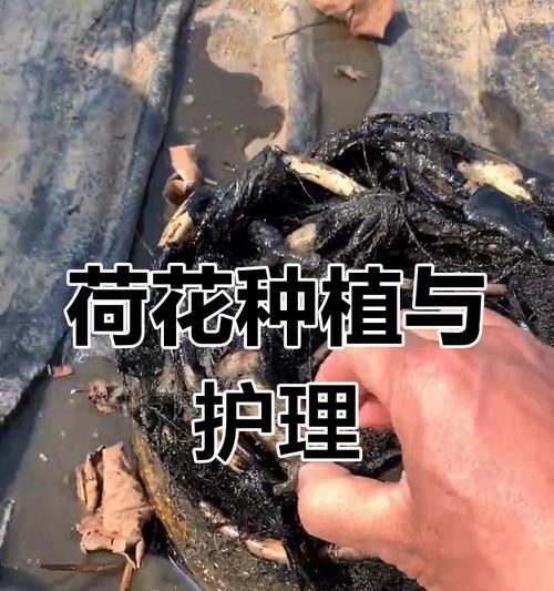如何种植睡莲种子（简易步骤，成功养殖）