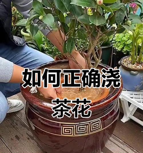 四季茶花浇水技巧（正确的浇水方法让四季茶花健康生长）