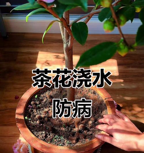 四季茶花浇水技巧（正确的浇水方法让四季茶花健康生长）