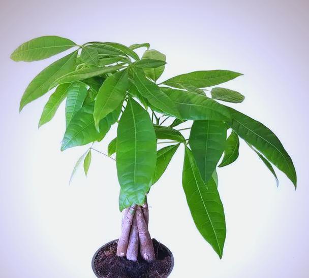发财树如何施肥最有效？（掌握这些技巧，让你的发财树更健康、更茂盛）