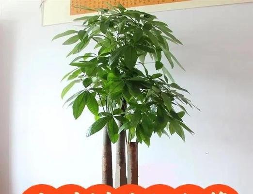 发财树如何施肥最有效？（掌握这些技巧，让你的发财树更健康、更茂盛）