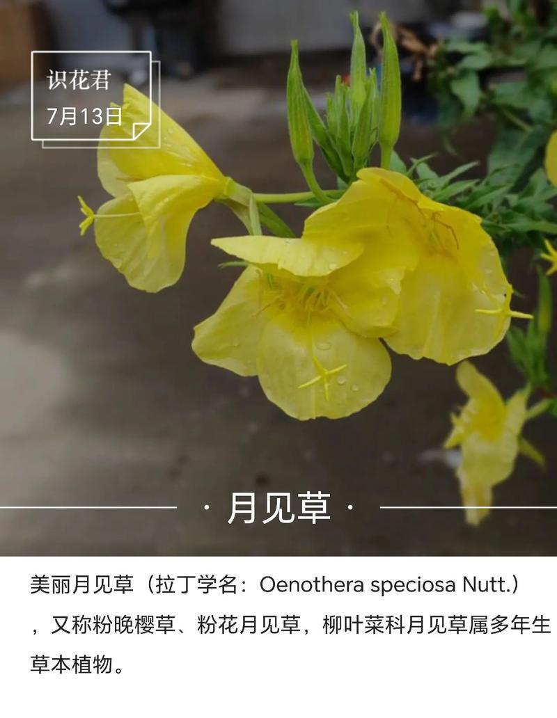 金花茶病虫害防治技术与方法措施（从源头预防，多措并举，科学防治）