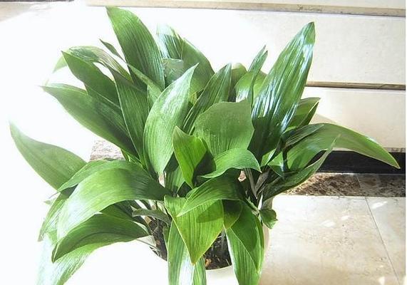 如何治疗吊兰介壳虫？（选择合适的药物是关键）