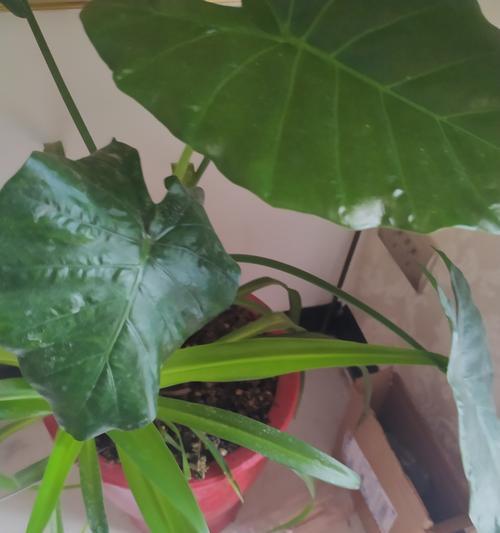 如何治疗吊兰介壳虫？（选择合适的药物是关键）