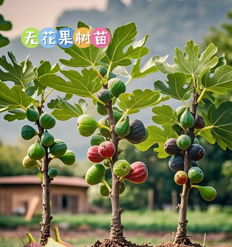无花果能否果实满枝？（探究无花果树果实结实的奥秘）