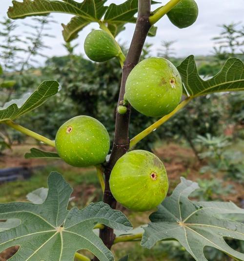 无花果能否果实满枝？（探究无花果树果实结实的奥秘）