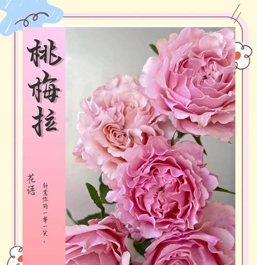 荷花之美（描写荷花的特点与魅力）