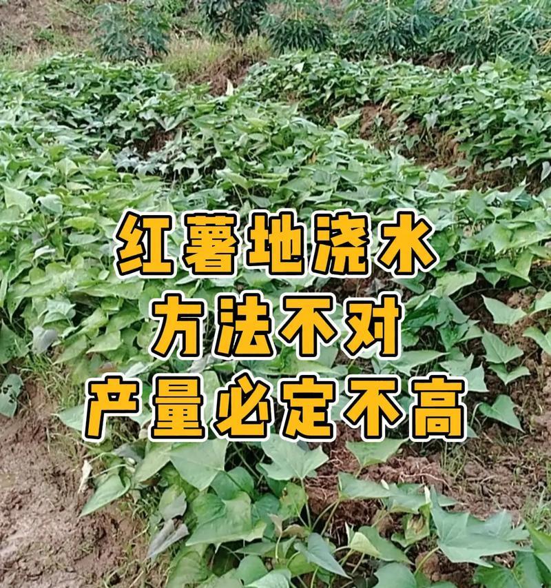 杨树的浇水方法（正确的时间和方法让杨树更健康）