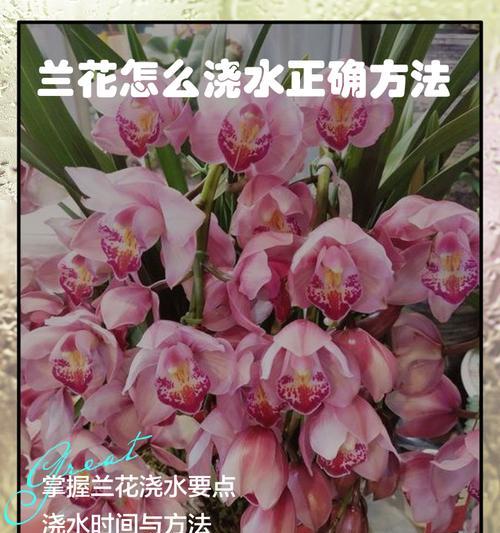 杨树的浇水方法（正确的时间和方法让杨树更健康）
