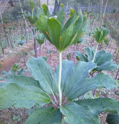 七叶一枝花的生长环境与特点（探秘七叶一枝花的生态习性、适宜种植条件及繁殖方式）