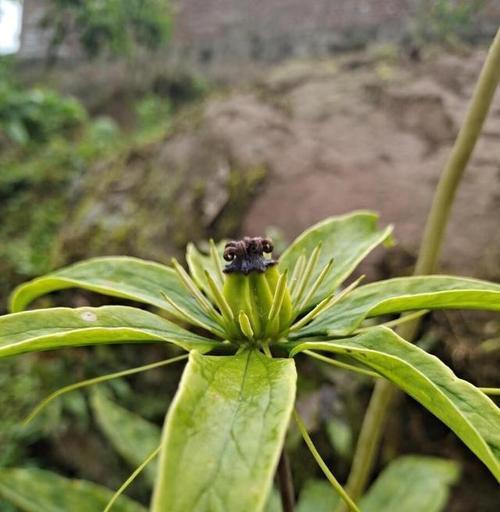 七叶一枝花的生长环境与特点（探秘七叶一枝花的生态习性、适宜种植条件及繁殖方式）