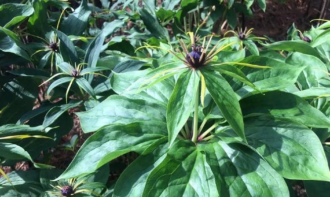 七叶一枝花的生长环境与特点（探秘七叶一枝花的生态习性、适宜种植条件及繁殖方式）