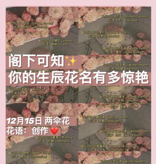 虎尾兰的阳光喜好（揭秘虎尾兰对阳光的真正喜好——这里有你想知道的一切）
