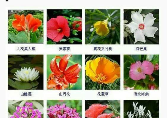 虎尾兰的阳光喜好（揭秘虎尾兰对阳光的真正喜好——这里有你想知道的一切）