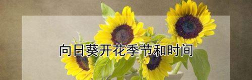 向日葵的生长季节（揭秘向日葵生长的奥秘，让你更好地种植向日葵）