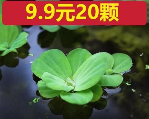 水葫芦——水中的优美植物