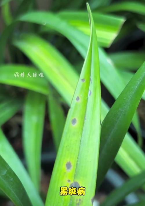 兰花病虫害防治技术（科学防治，保护兰花）